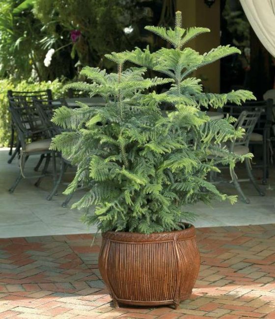 Araucaria heterophyllous