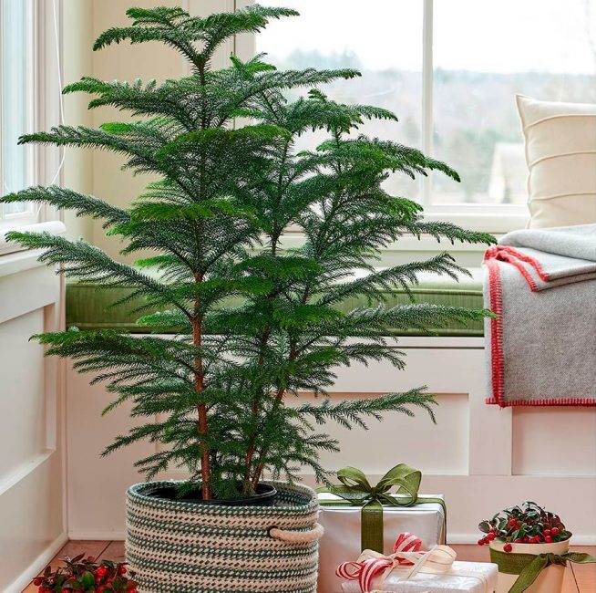 Araucaria