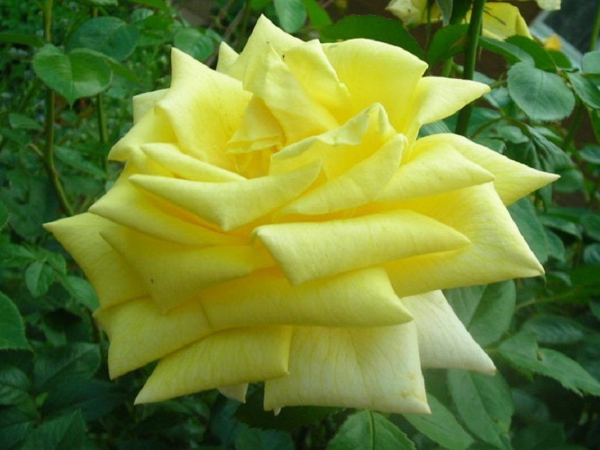 Berolina (Kordesa)