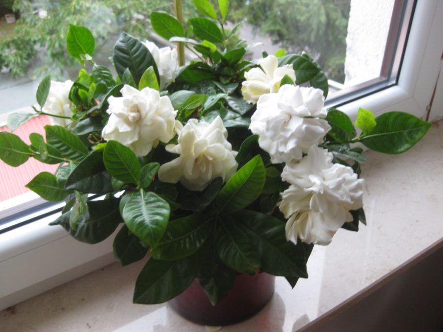 eksoottinen gardenia