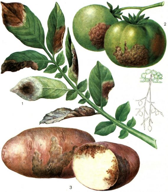 Phytophthora