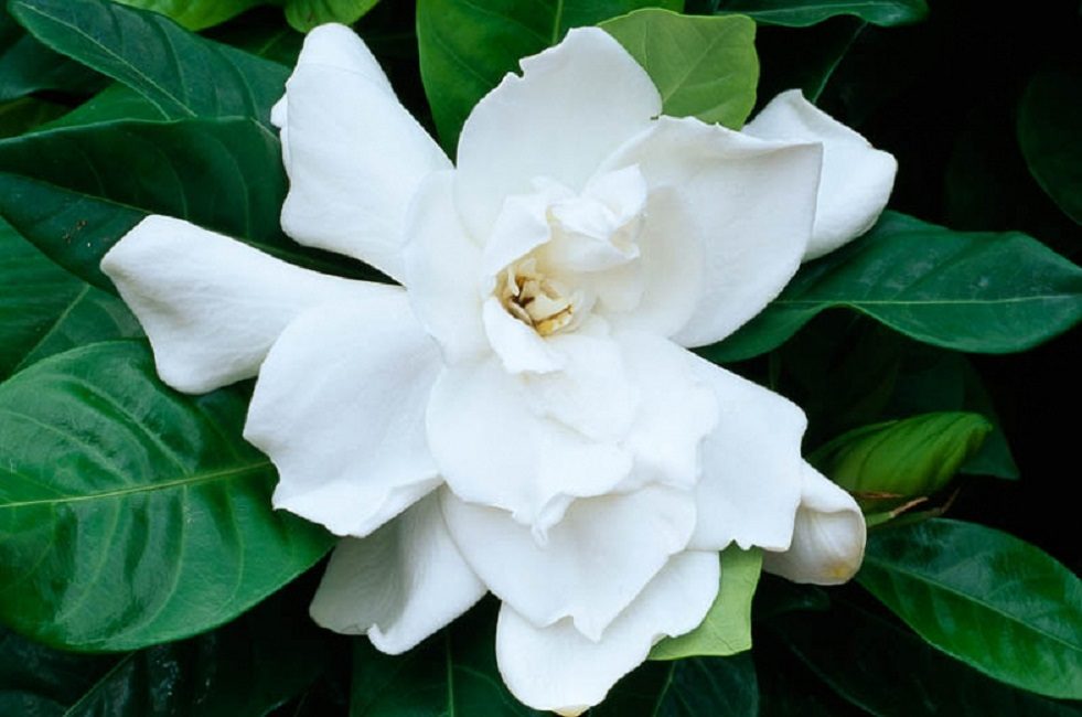 Gardenia Fortuneana