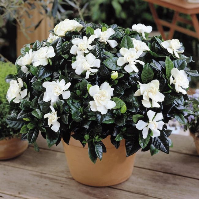 Gardenia jasmiini
