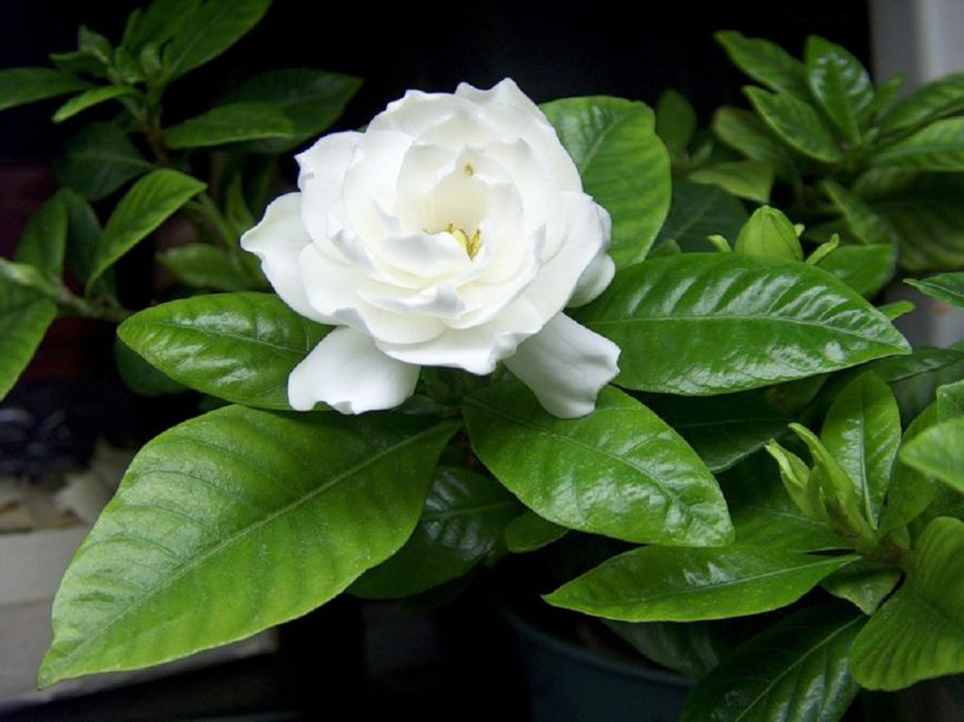 Gardenia