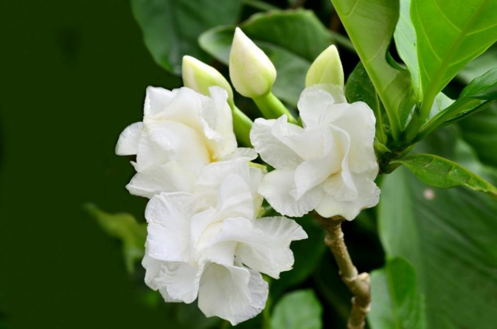 Gardenia