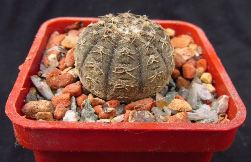 G. Ragonesii forma un tallo oscuro de hasta 3 de diámetro y solo 1 cm de alto