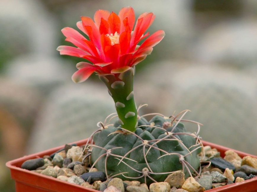 Floración Gymnocalycium baldianum