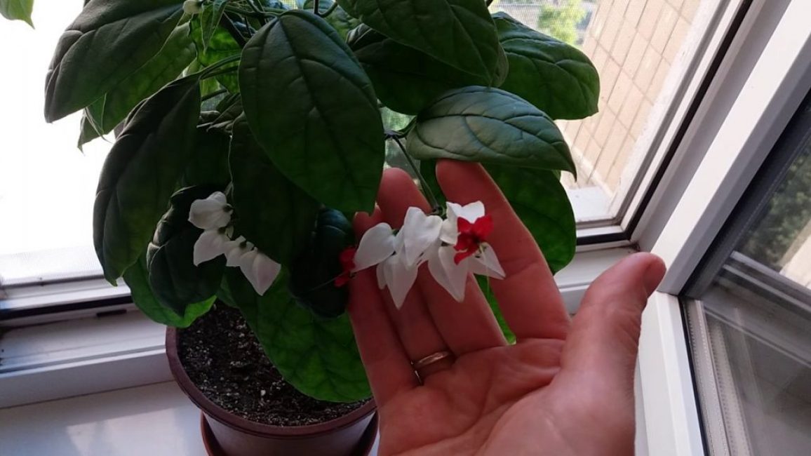 thompson klerodendron