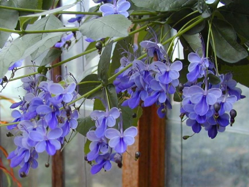 Clerodendrum