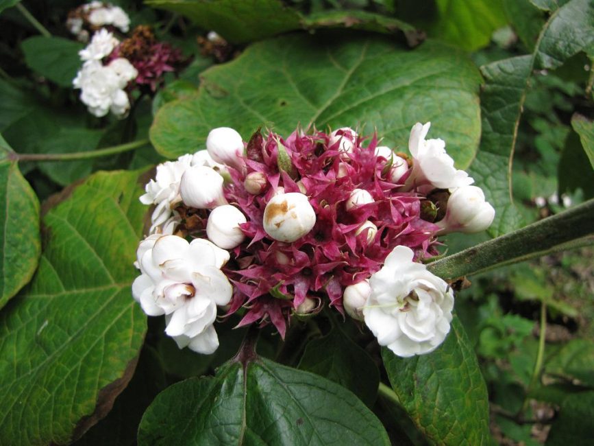 Clerodendrum