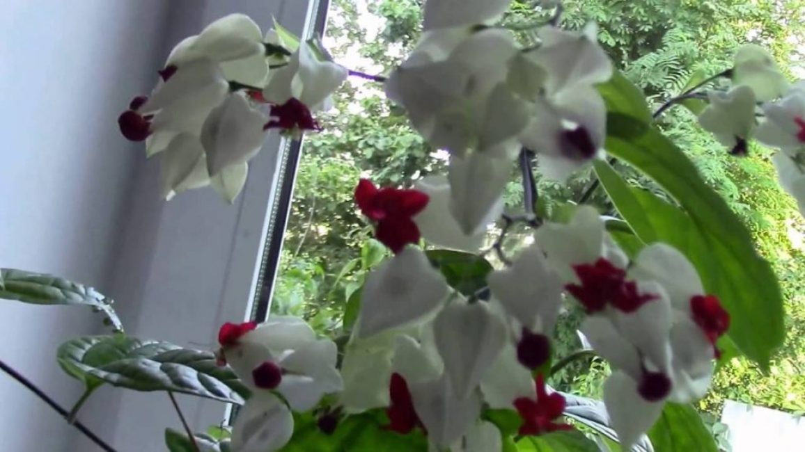 Clerodendrum