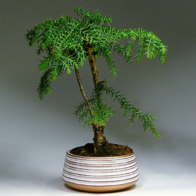 Kompozice z rostlin - Bonsai araucaria