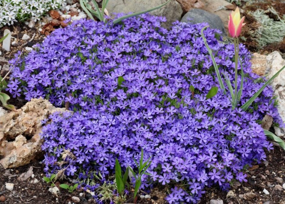 toprak örtüsü floksu