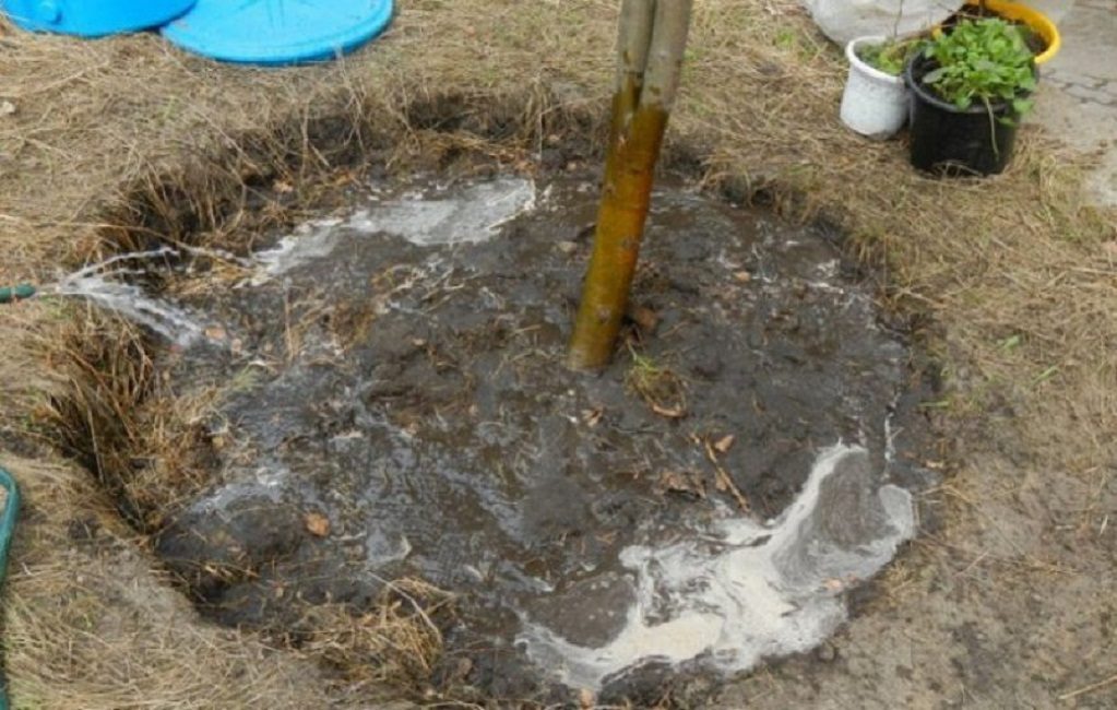 Riego de una ciruela adulta en un área limitada del círculo cercano al tallo