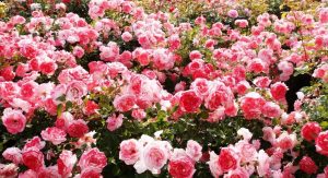 Τριαντάφυλλα Polyanthus: περιγραφή 11 ποικιλιών, χαρακτηριστικά καλλιέργειας από σπόρους στο σπίτι