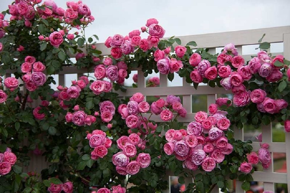 pomponella