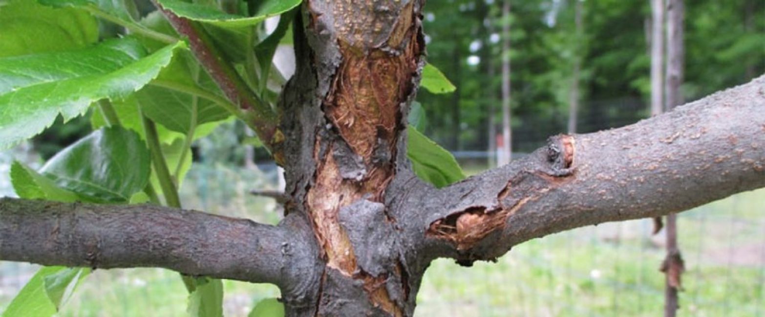 Consecuencias de las enfermedades fúngicas de las plantas.