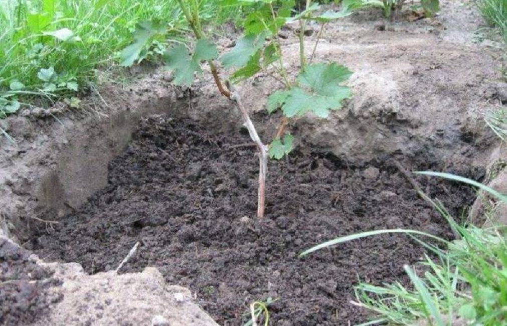 Vartettu rypälepensas, ei kokonaan peitetty mullalla