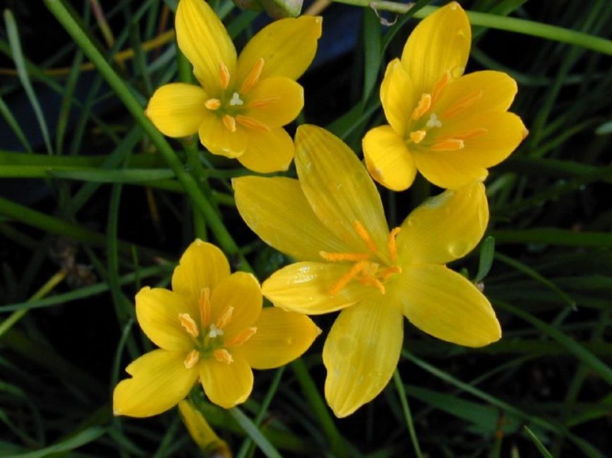 Ποικιλία Zephyranthes aurea