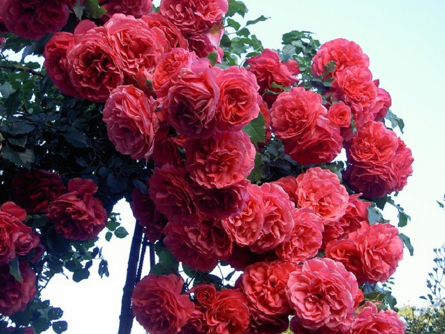 Rosarium Uetersen