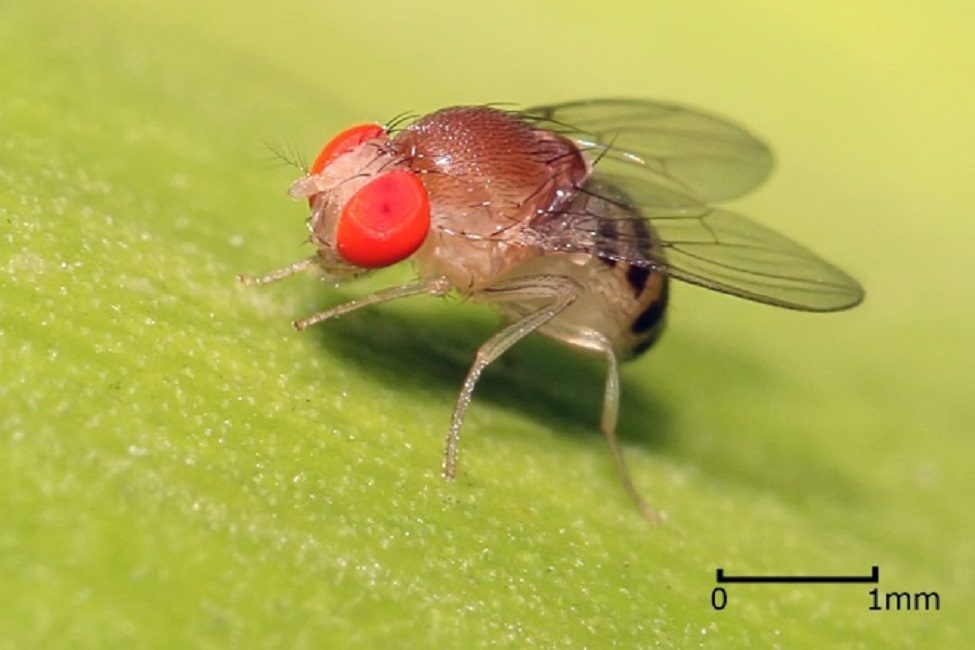 Drosophila tanzanská - typický zástupce ovocných mušek