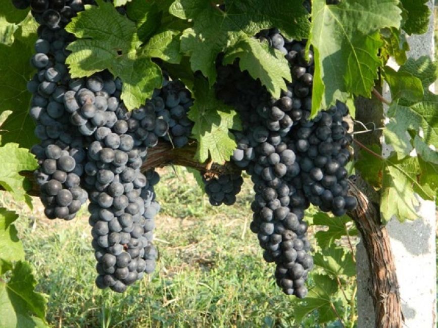 Merlot tekninen rypäle