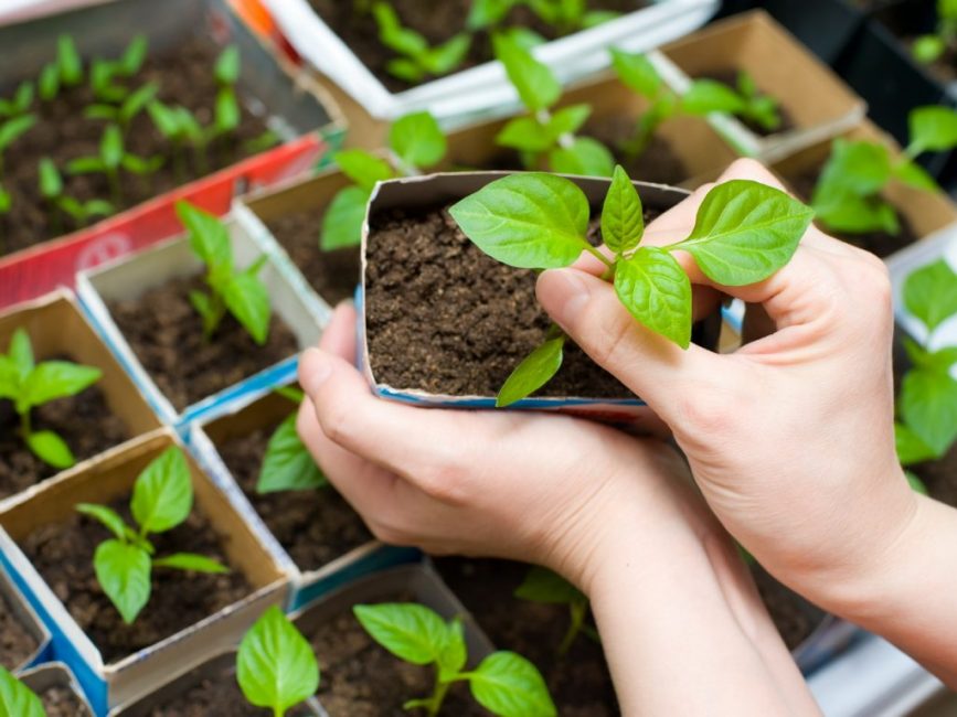 Tecnología de cultivo de plántulas