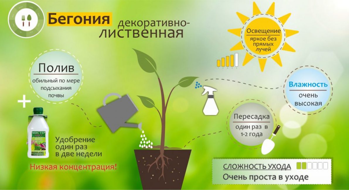 Грижа за бегония