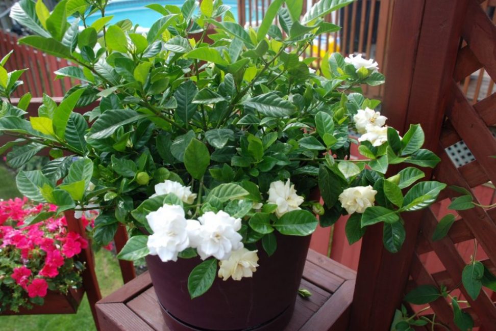 majesteettinen gardenia