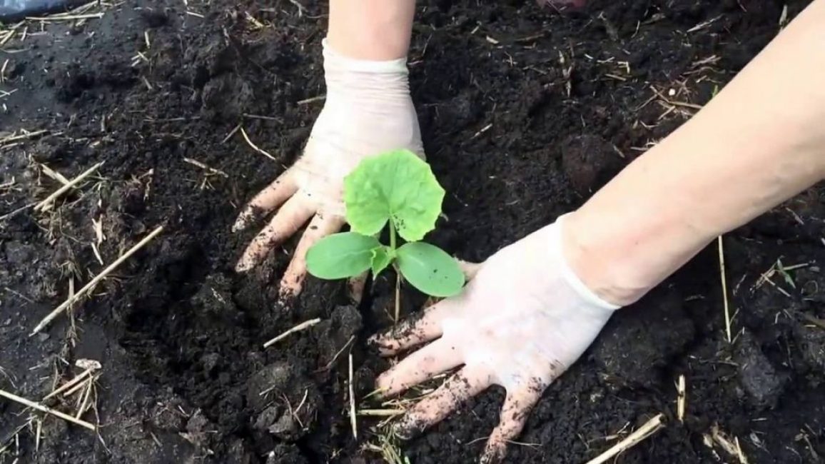 Plantación de plántulas de pepinos en campo abierto.