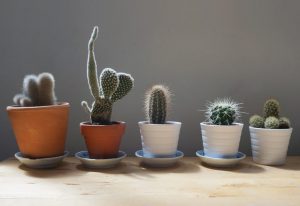 Com cuidar un cactus a casa: característiques de cura després de la compra, a l