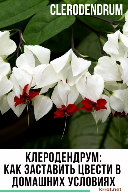 klerodendrum otthon