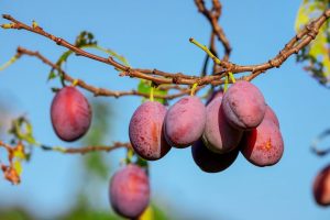 Pruna: plantació i cura a camp obert a la tardor, primavera, reproducció, recomanacions, patró de plantació, quan dóna fruits, descripció de les varietats
