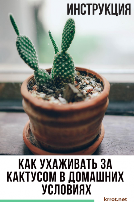 Kuinka hoitaa kaktusta kotona