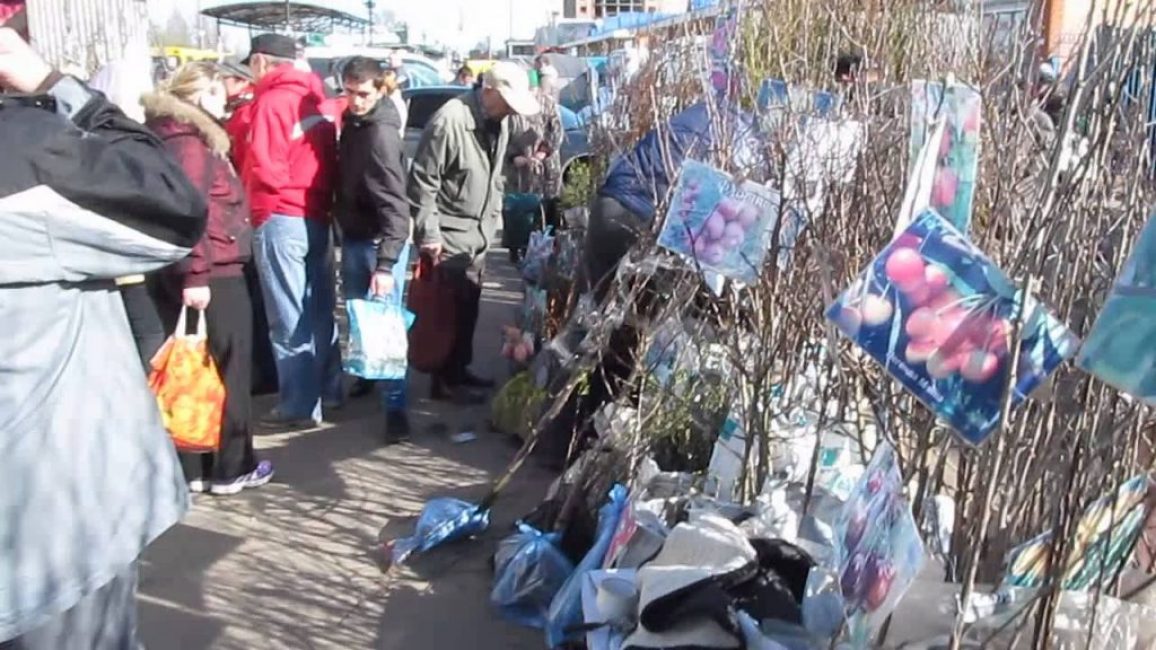 A principios de la primavera, se puede encontrar una gran cantidad de plántulas en los mercados.