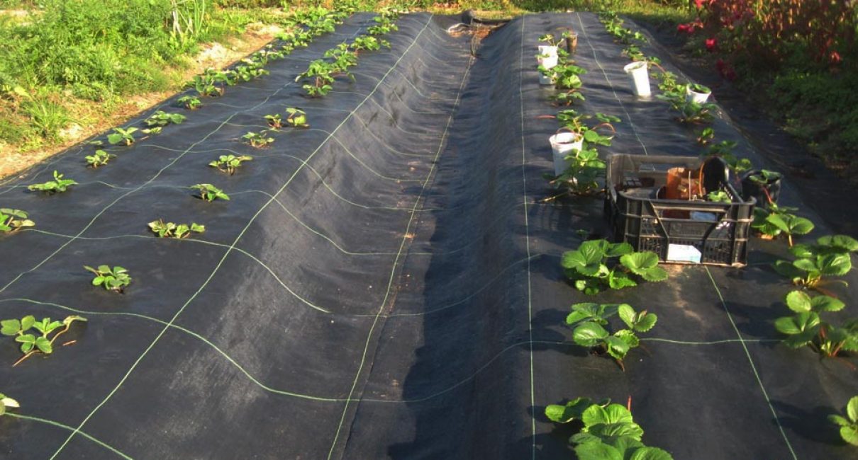 Agrotyg