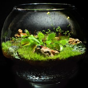 TOP 100 Ideas de creación (foto y video)
