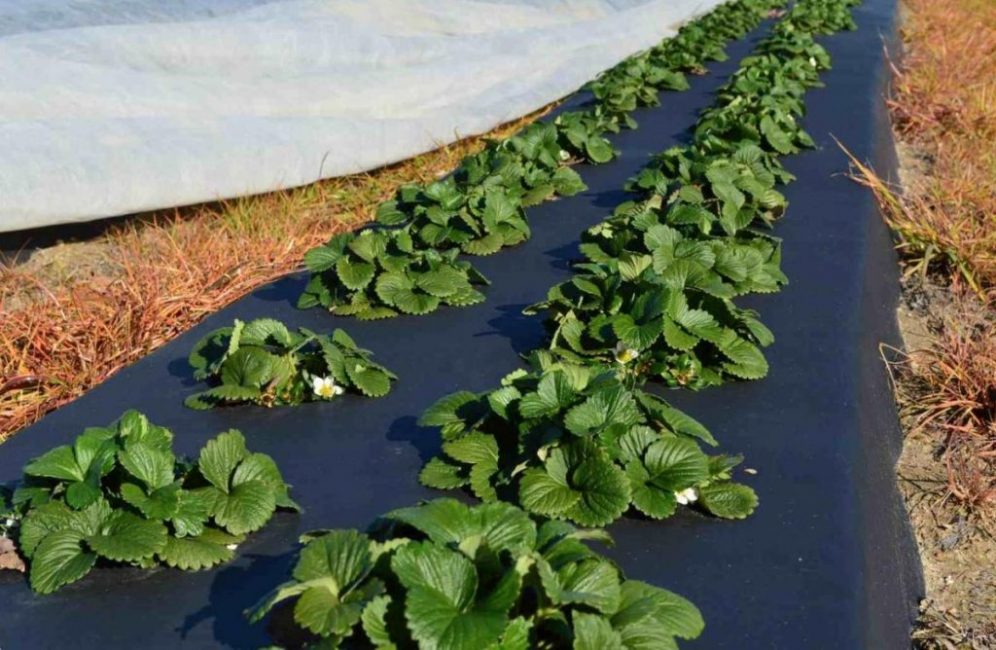 Agrokuitu