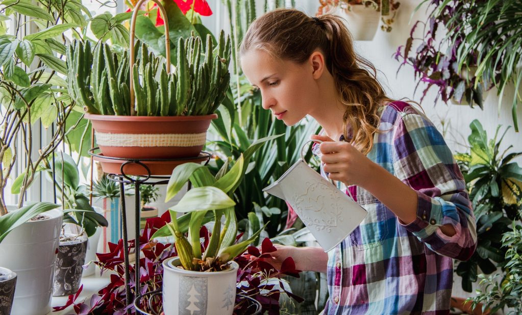 mosquitos en las plantas de interior cómo deshacerse de ellos
