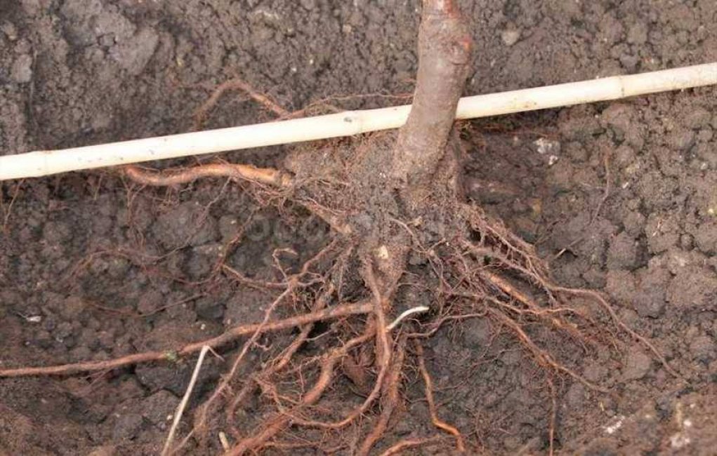Sistema radicular excesivamente podado