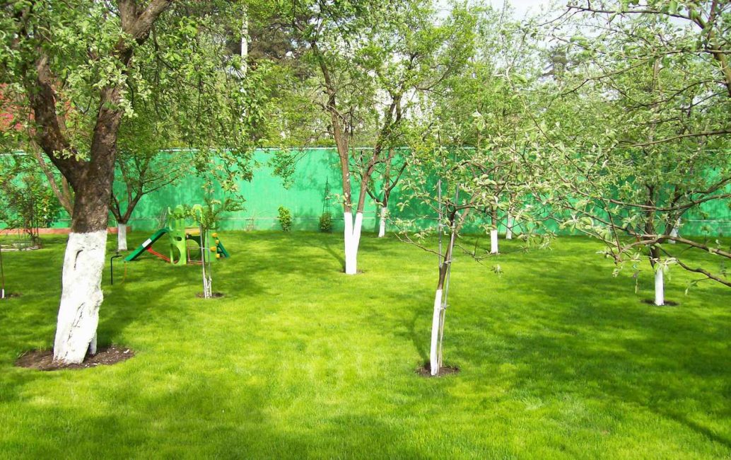 Es necesario tener árboles frutales a distancias de al menos 3-5 m entre sí.