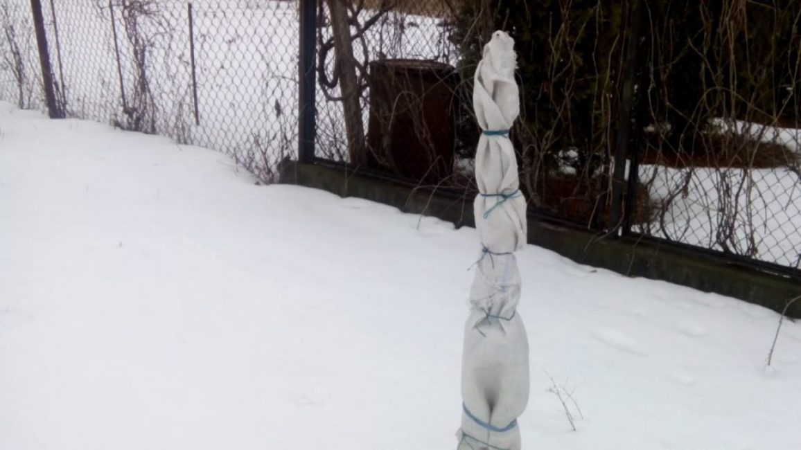 Cómo cubrir árboles jóvenes para el invierno.