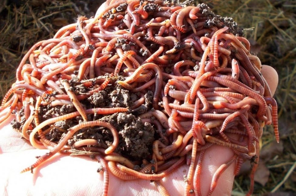 Kalifornian matoja