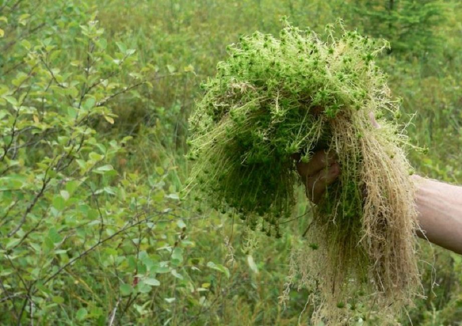 Moss