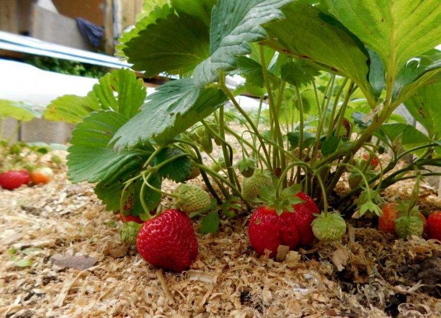 Mulching mansikoita