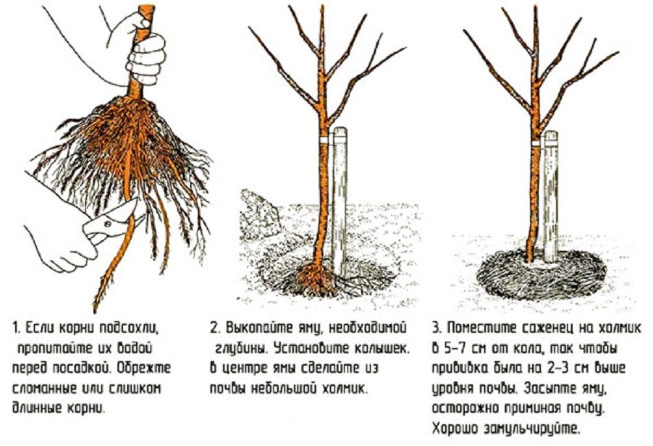 Plantar plantas - reglas básicas