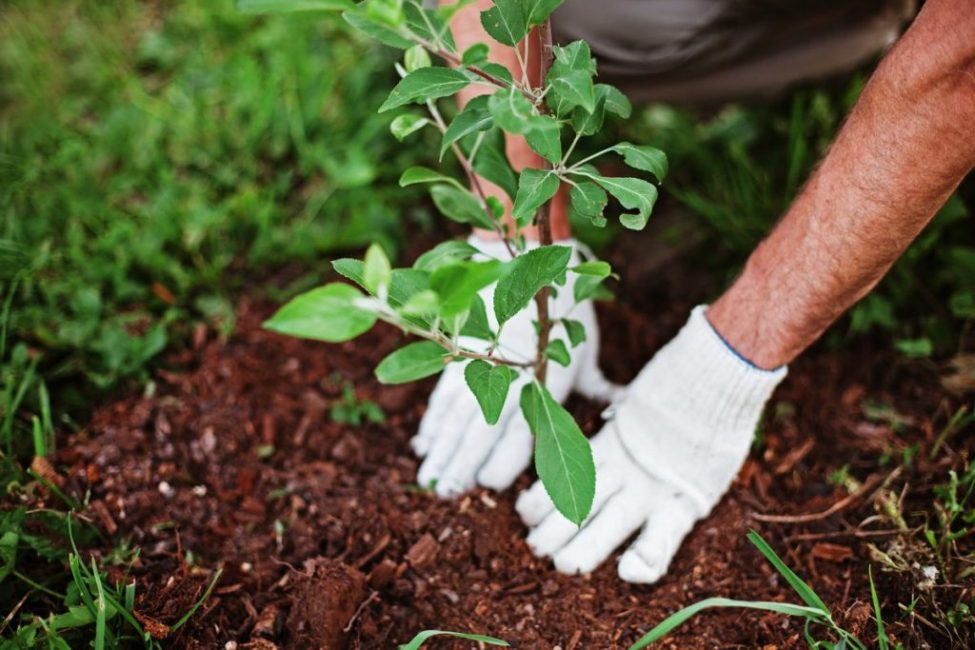 Plantar una plántula de árbol frutal
