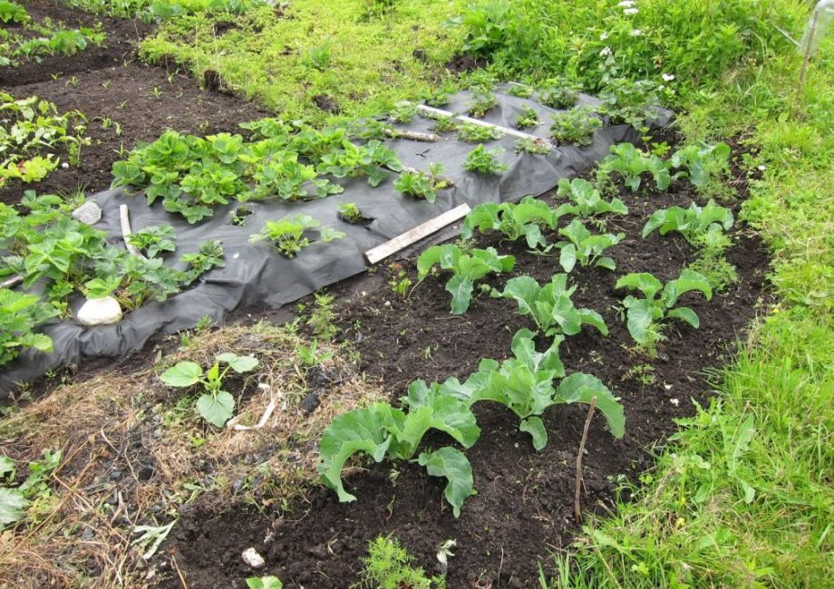 Plantera jordgubbar på svart spunbond