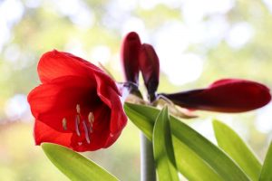Amaryllis: açıklama, evde bakım, üreme