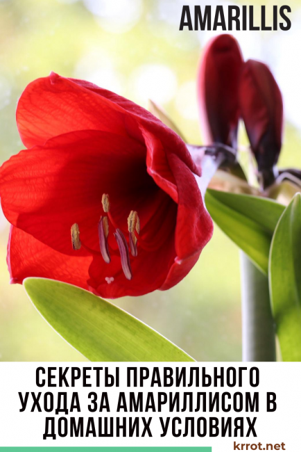 Amaryllis: kuvaus, kotihoito, lisääntyminen